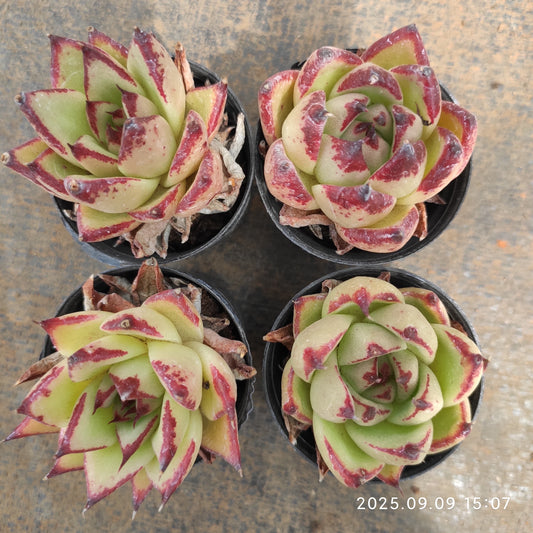 MMT798 エボニーHyb（5.5cm pot）