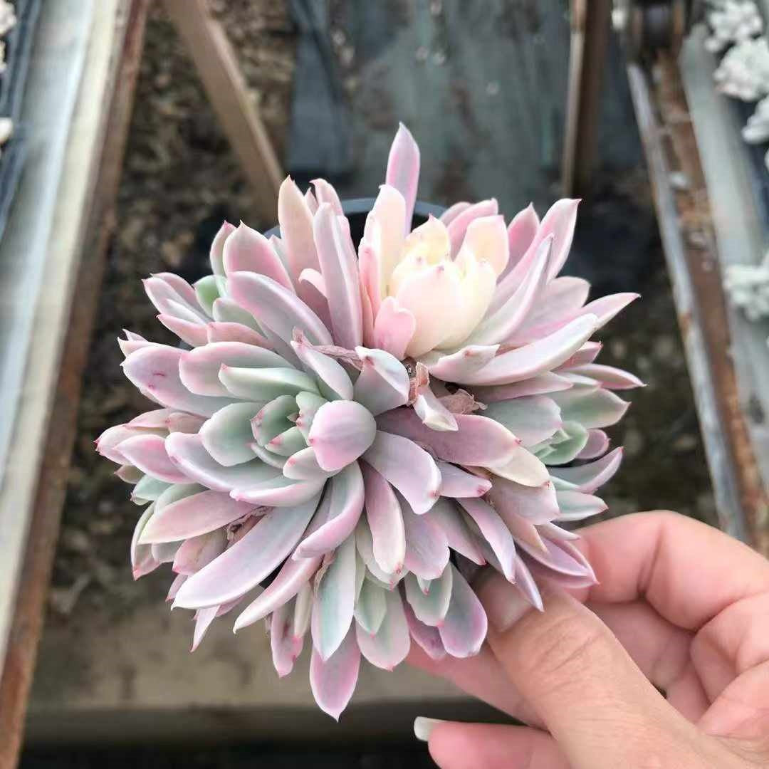 24955 ホルウェイ錦