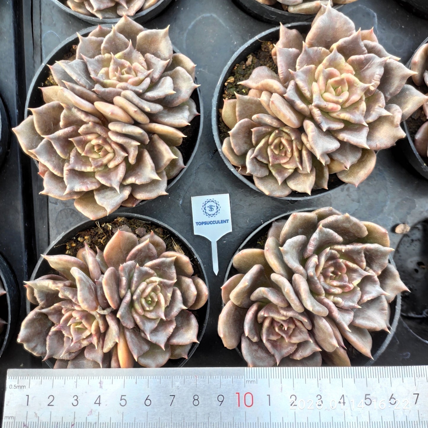 24749 ブラックマディバ