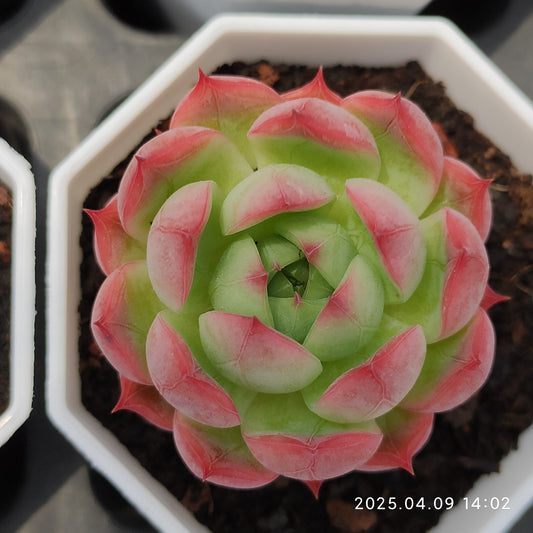 YBB215 レッド　カリー（7cm pot）