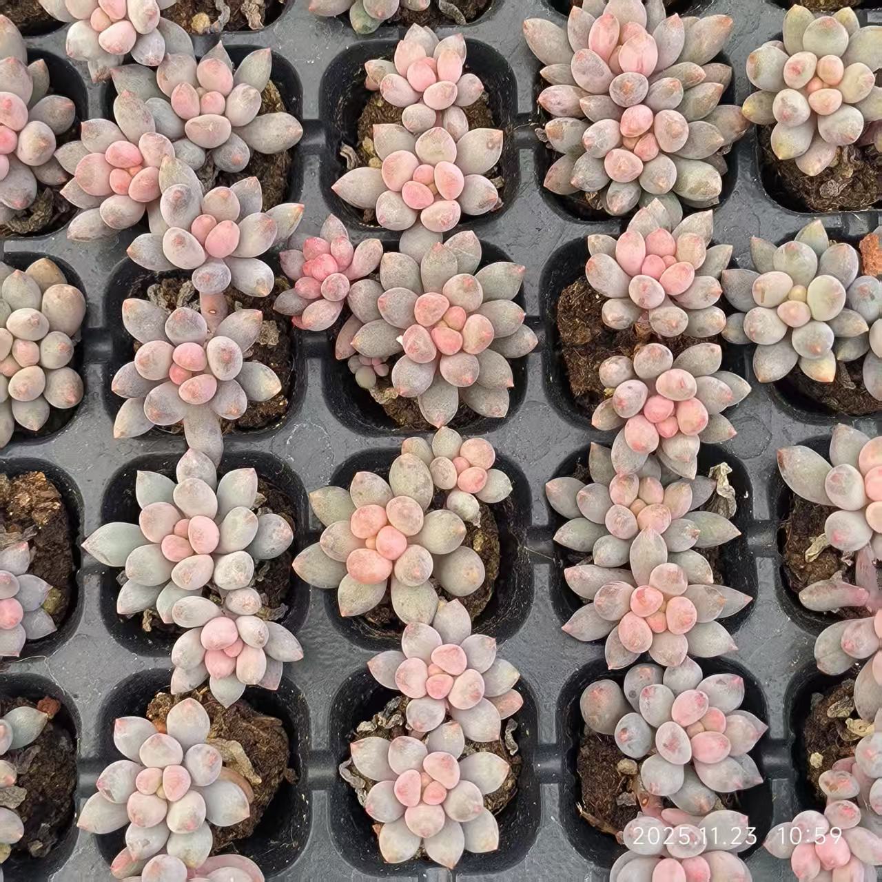 22408 ブルータング（3cm pot）（ポット苗）