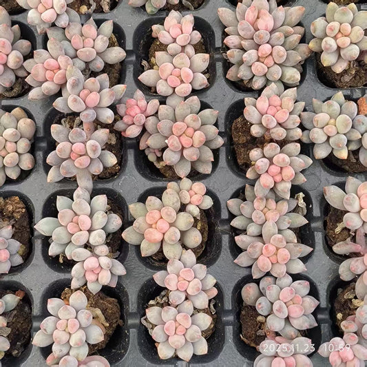 22408 ブルータング（3cm pot）（ポット苗）