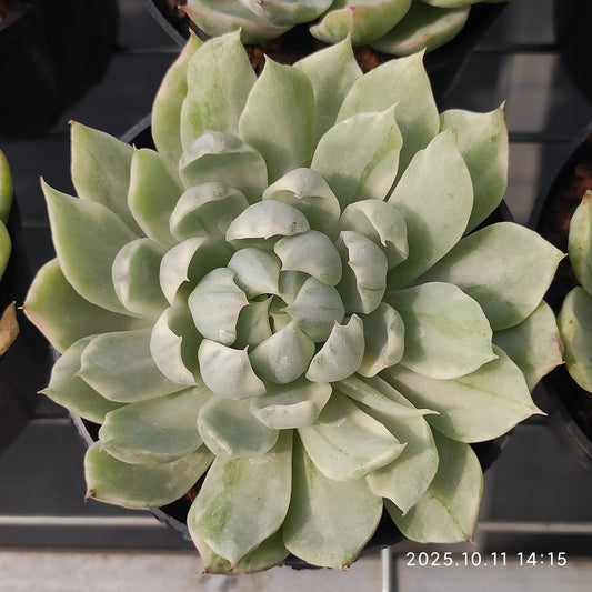 TPKM053 ウーティー　マリア 錦(9cm pot)