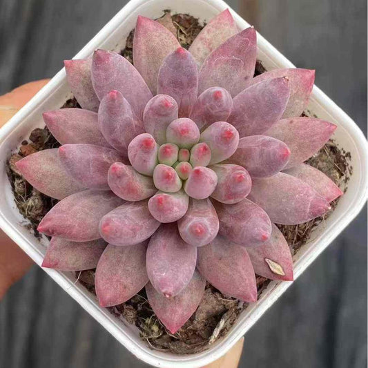 BL1842 ゴールドフィッシュ（6.5cm pot）