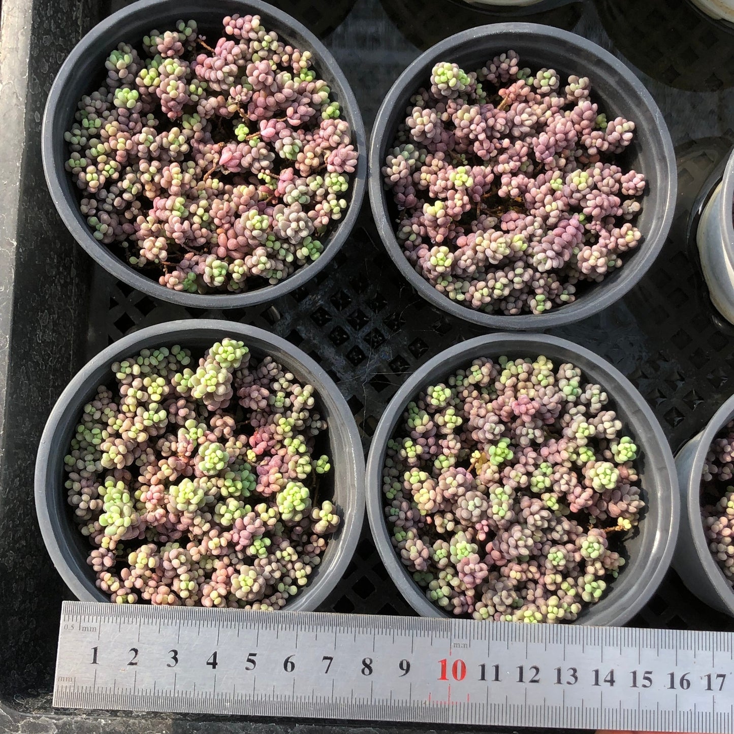 TPKM012-POT セダム　デーシフィラム　ライラク　マウンド(9cm pot)