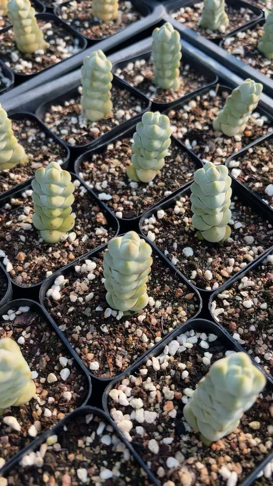 HH151 クラッスラ 玉稚児（6.5cm pot）