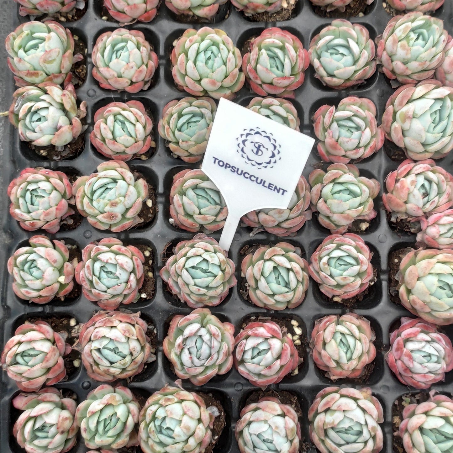 22237  ベリー（3cm pot）（ポット苗）