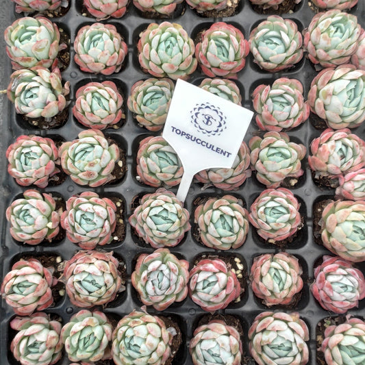 22237  ベリー（3cm pot）（ポット苗）