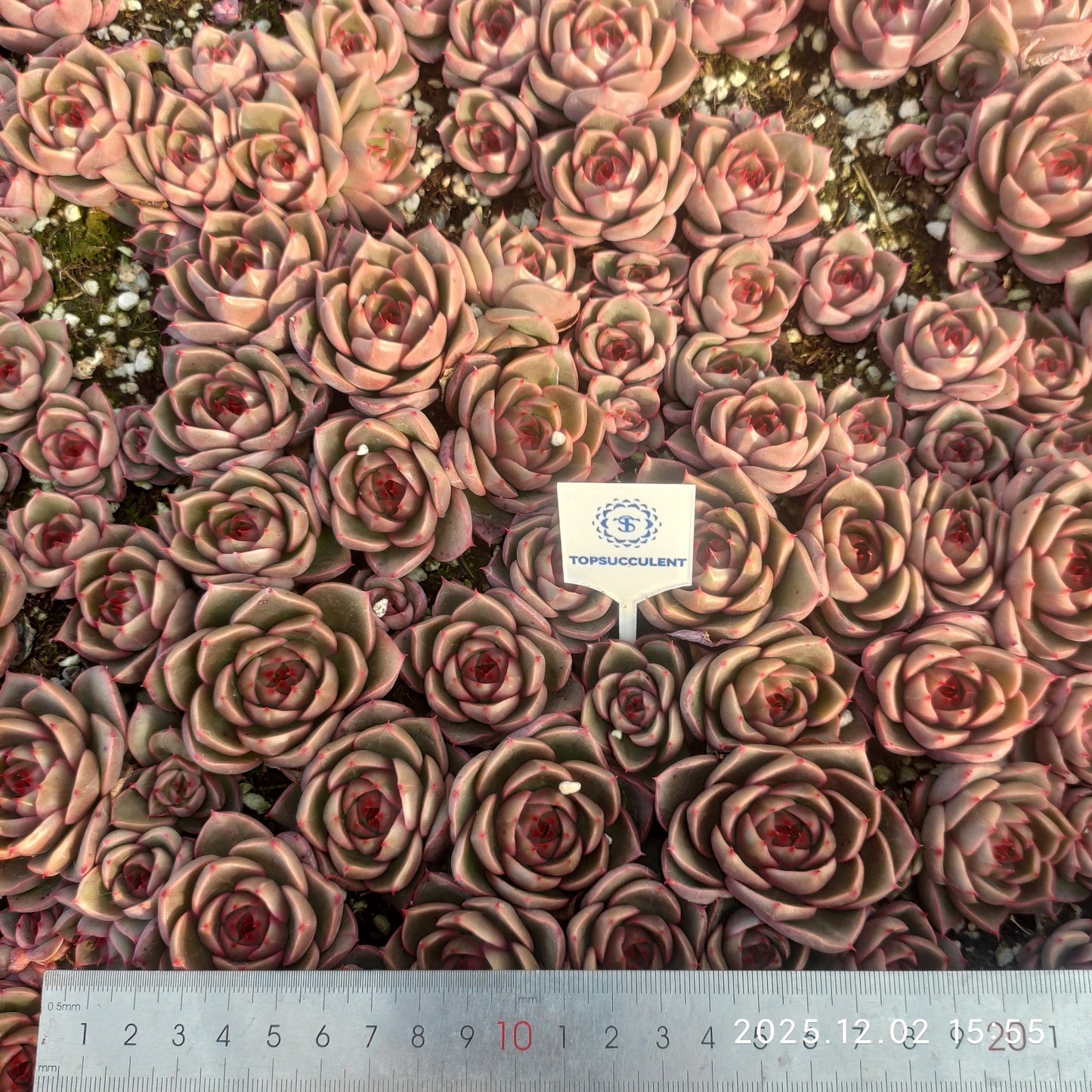 23048 アギャボイデズHyb（ポット苗）