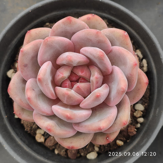 RC050 アリエル（9cm pot）