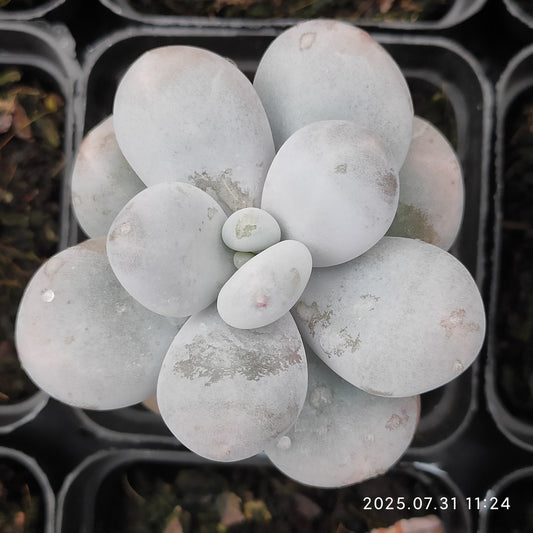 MMT430 オビフェルム（7cm pot）
