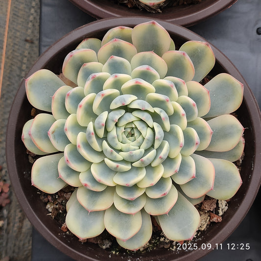 THH032 ホワイトミニマ錦（12cm pot）