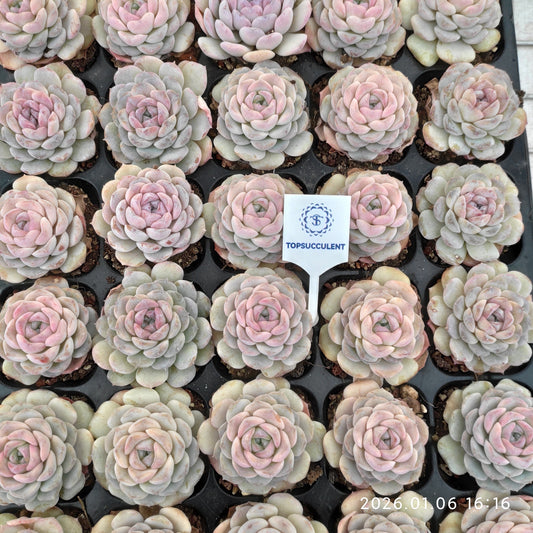 24423 スノーフェイス