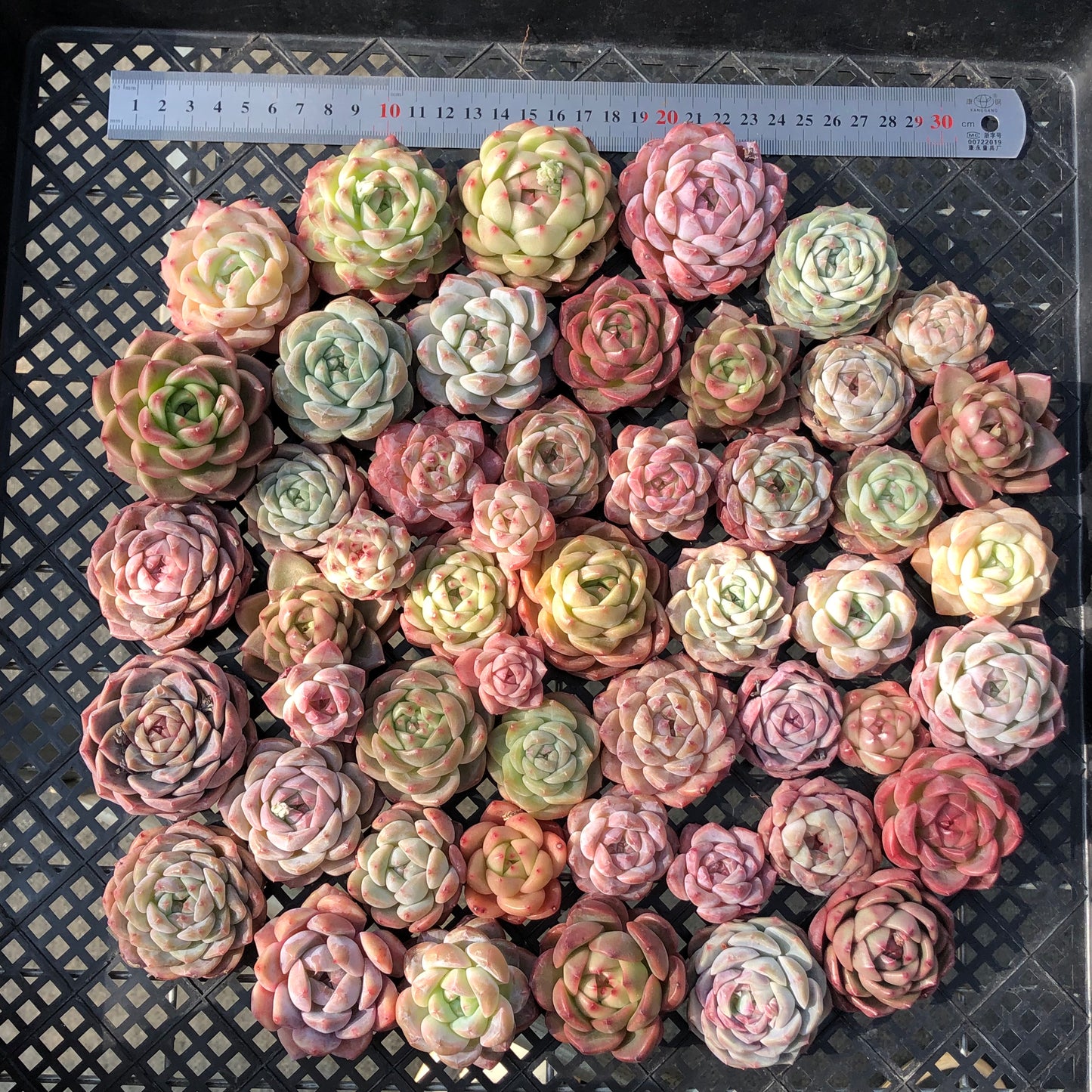 22048 ミックス苗 28