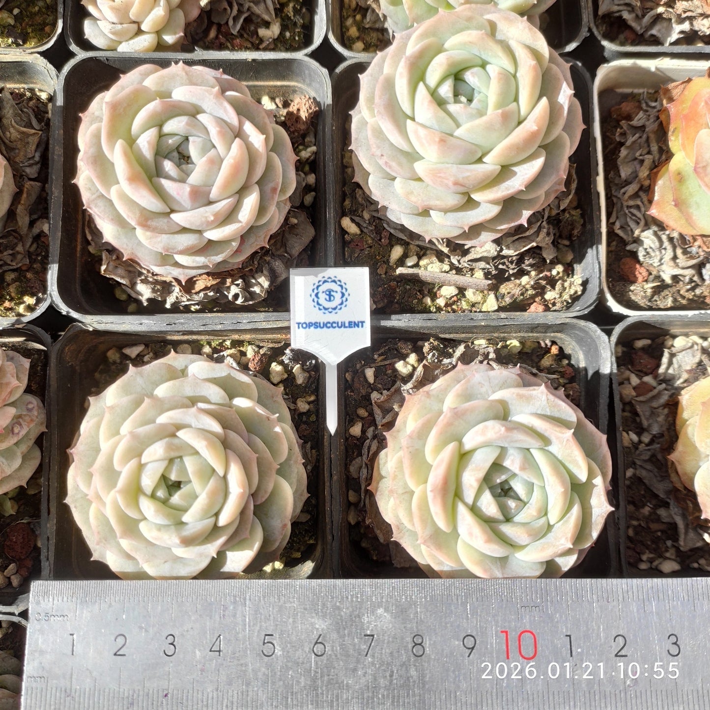 13560 ワイト　ミスト