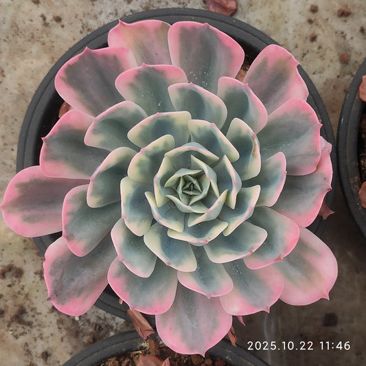 THH117 インブリカータ錦（18cm pot）