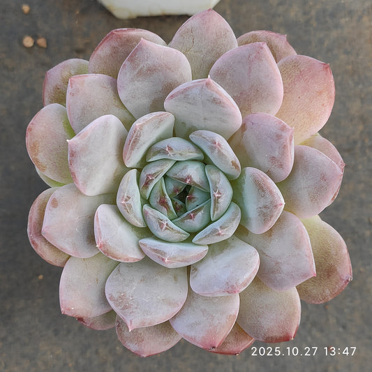 HG132 アメイジング　グレイスHyb（7cm pot）