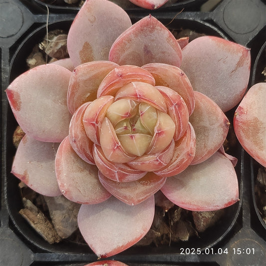 MMY406 スター ジェニー （6.3cm pot）