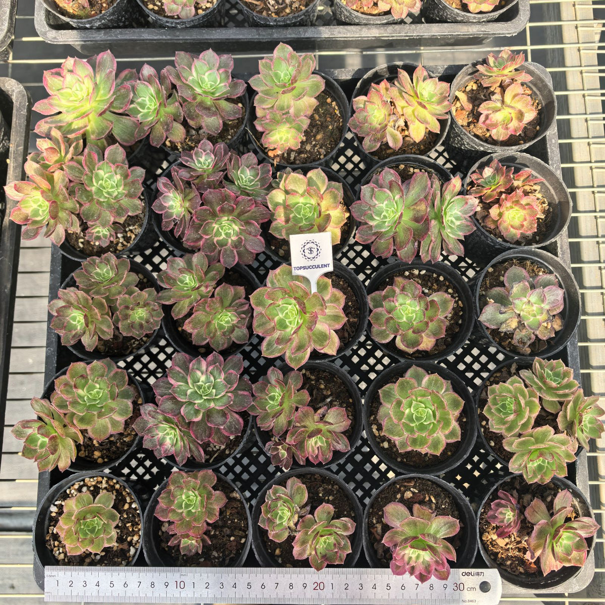 25889 アエオニウム カロフル　ランターンズ