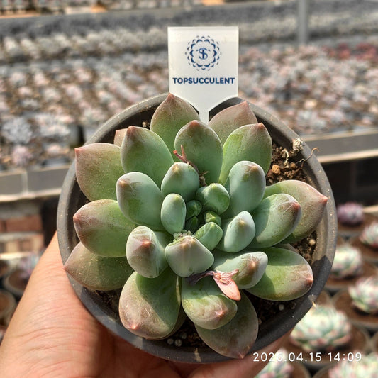 361583 ストーン タワー