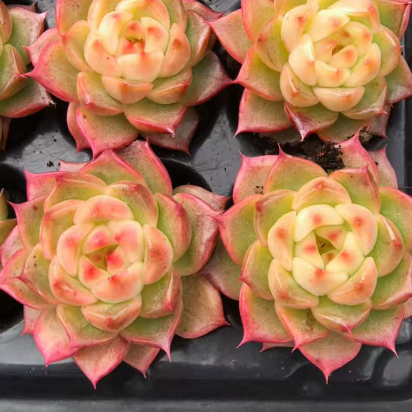 23496 クィーンHyb（3cm pot）