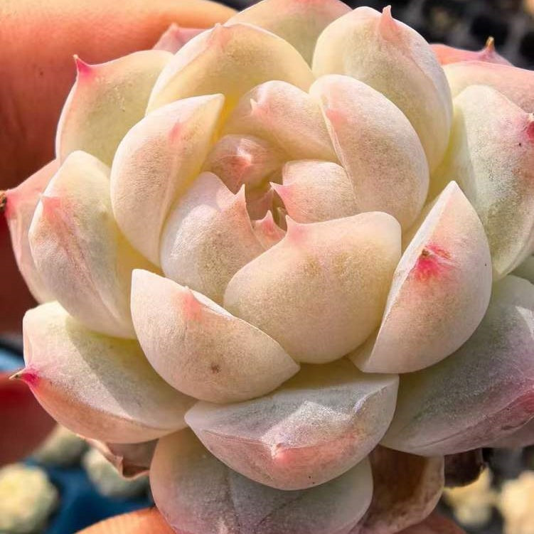 23471 キャンディー　ハートHyb（3cm pot）