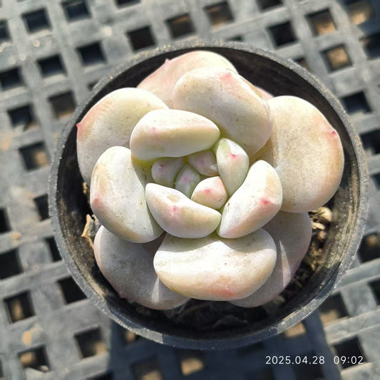HBY076 モンロー (5cm pot)