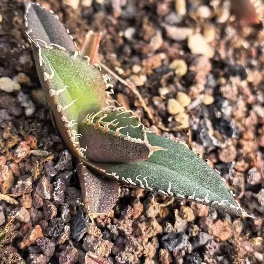 21432 アガベ チタノタ 南アフリカダイヤモンド