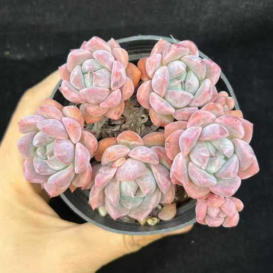 21992 ピンクアレックス（9cm pot）