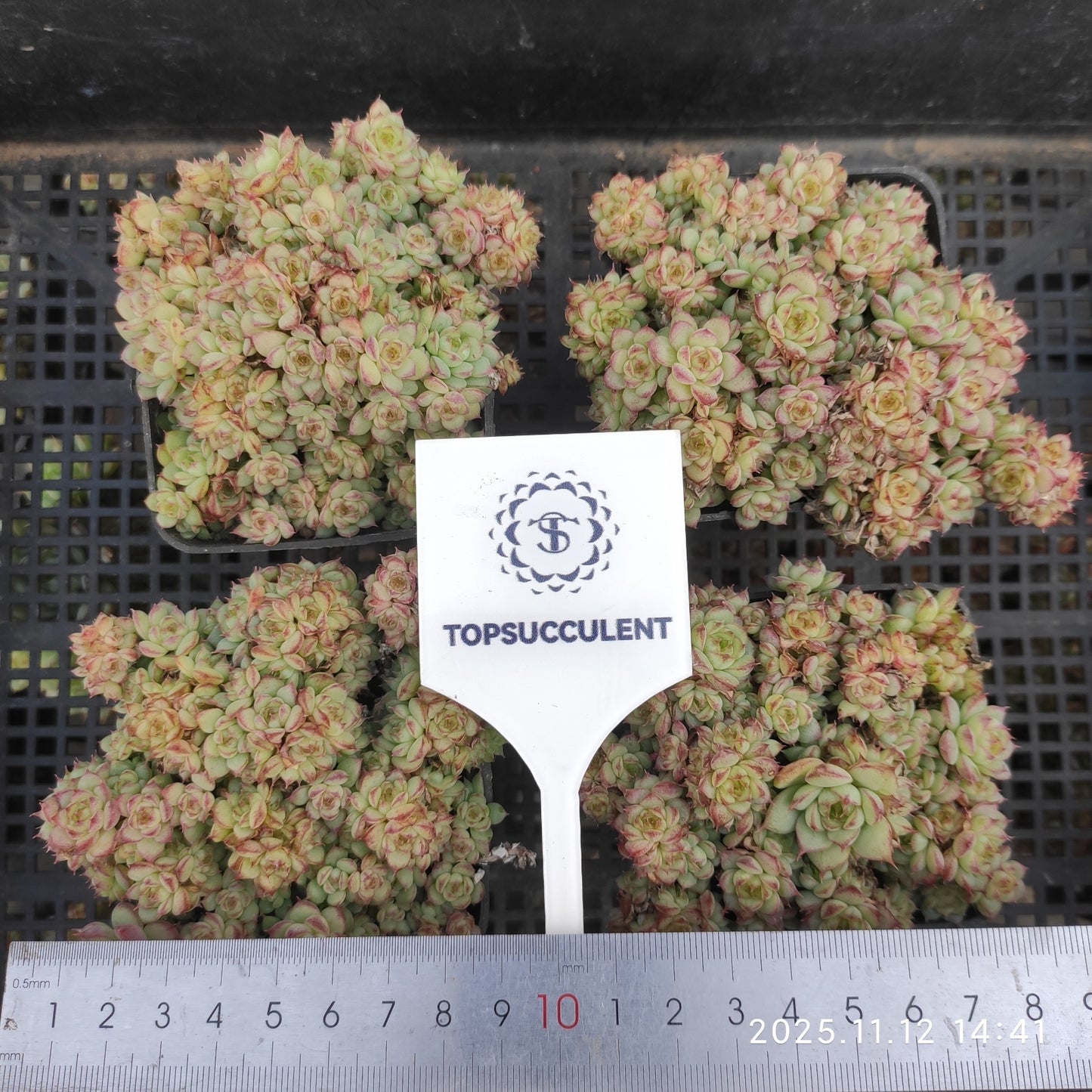 17504  コンキュバイン（7cm pot）