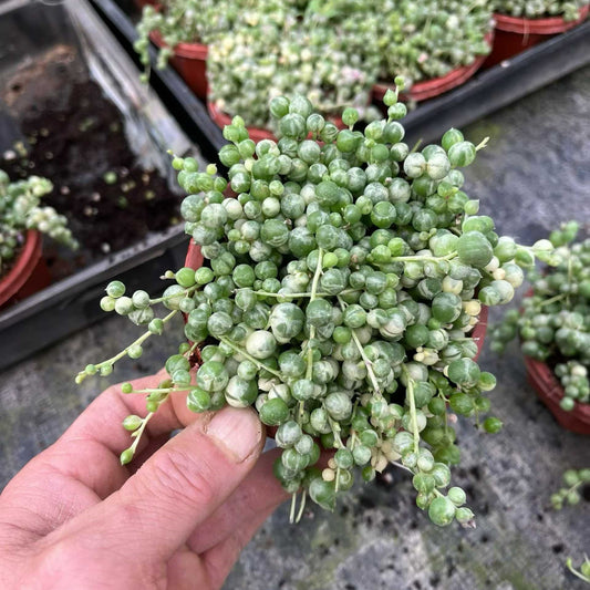 23018 緑の鈴 セネシオ錦