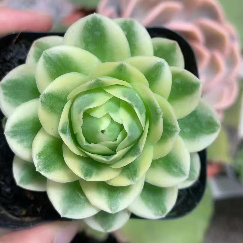 24951 グリーノビア錦