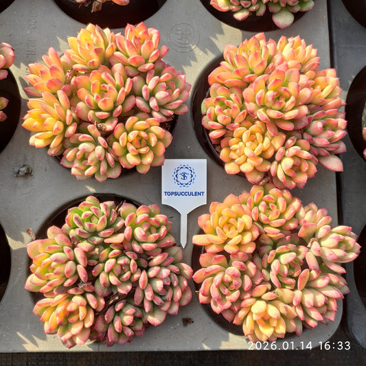 24756 ミニー　ベル錦