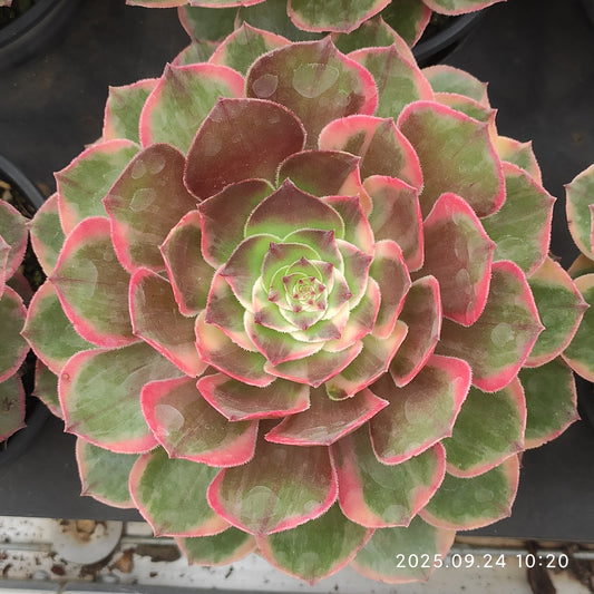 ON402 バンクェット（12cm pot）