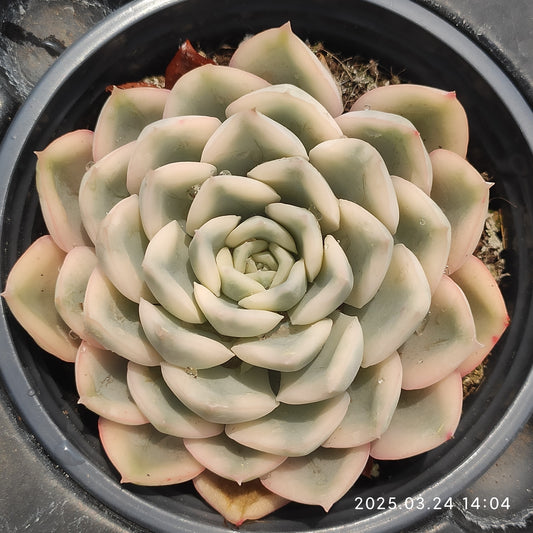 MMY1031 ムーン　フェアリー錦(9cm pot)