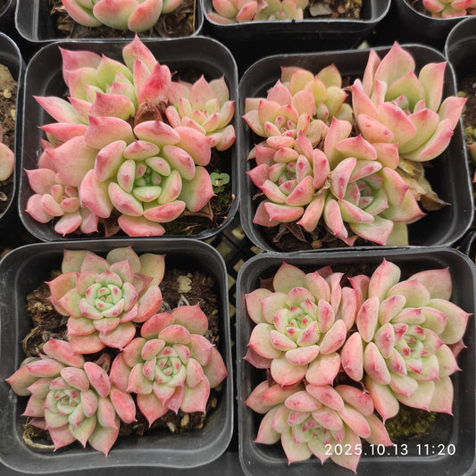 20077 AKマリア（6.5cm pot）