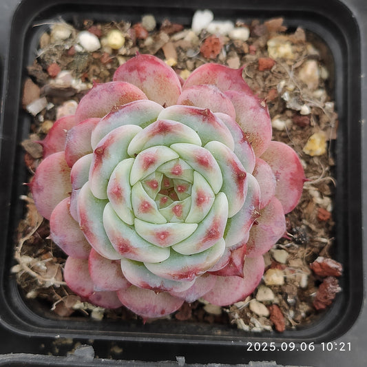 RC025 レッドベルベット（7cm pot）