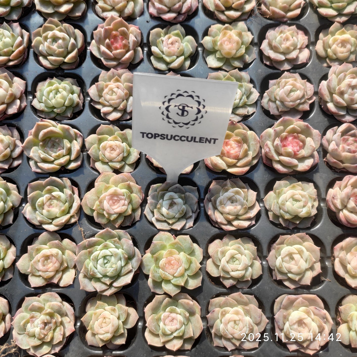 220711 ドリームスバブルズ（3cm pot）（ポット苗）