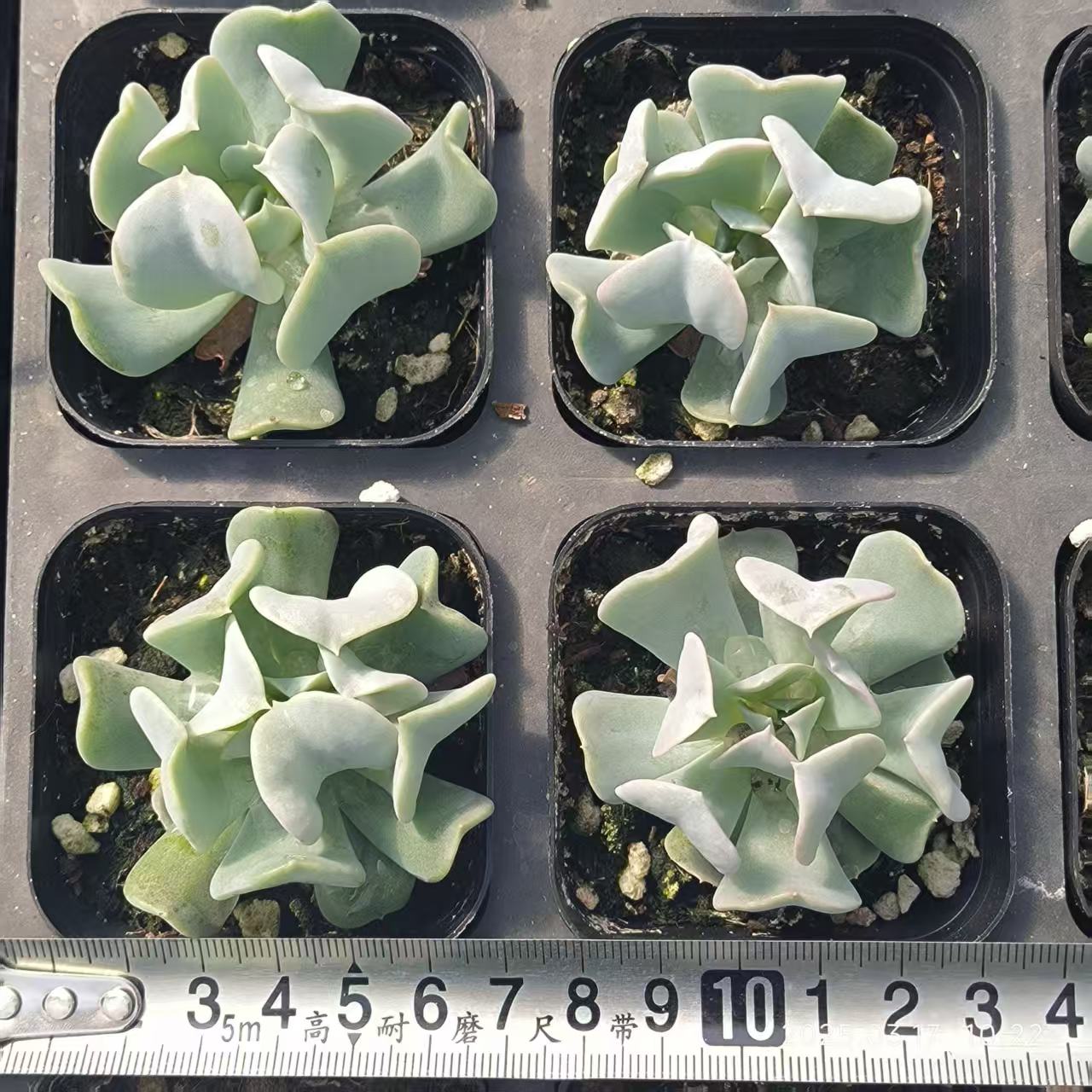 HR037 ルンヨニー トップシータービー（6.5cm）