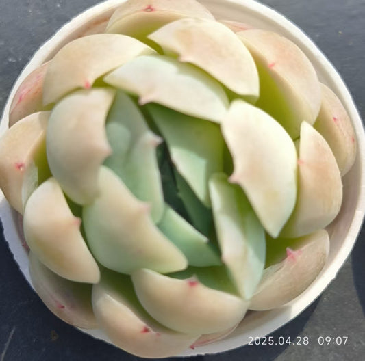 JC015 ベリー (5cm pot)