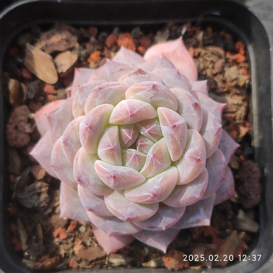 ZZA249 ピンク　チェリー （7cm pot）