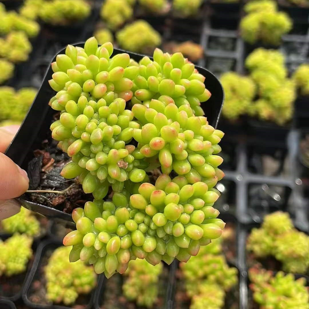 25162 アリス　エブンズ綴化