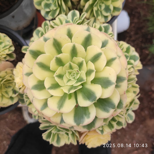 YS921 アエオニウム　マバハ（17cm pot）