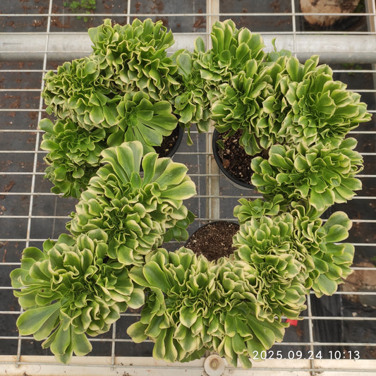 ON580 ゴールド　ジェード 綴化（18cm pot）
