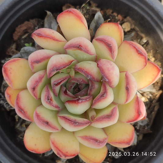 HWQ006 メキシコプリドニス(9cm pot)