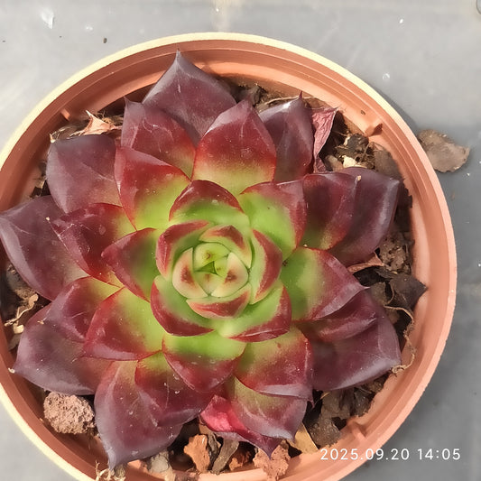XY362 ロビンHyb（7cm pot）