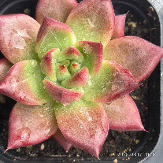 DX119 レッドナイト（6.5cm pot）