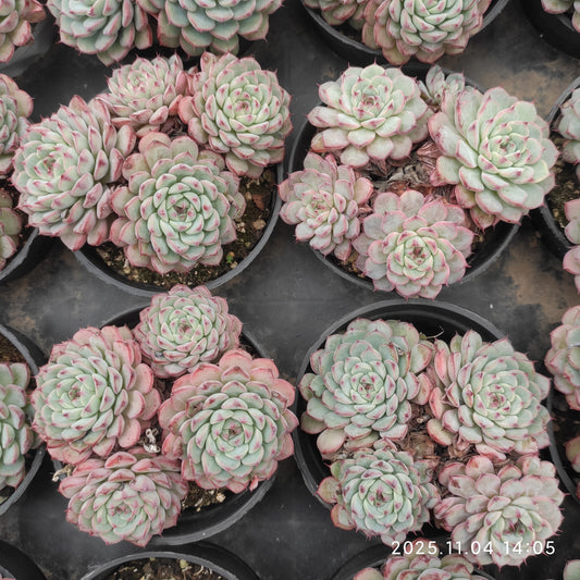 20878 ワイト　ミニマー（9cm pot）