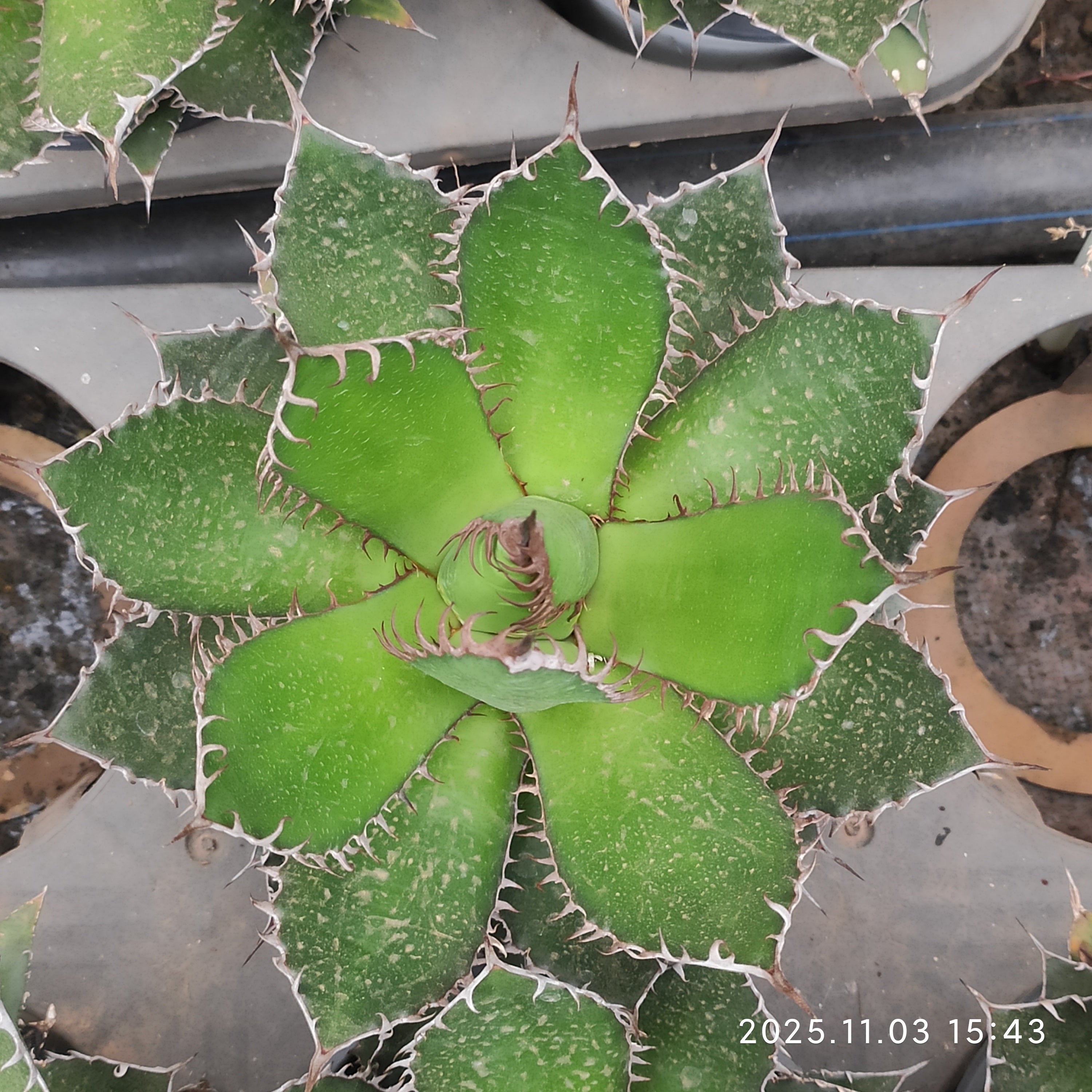 アガベ 楽天市場】値下げ アガベ hb02 黒豹 厳選 極上株 現物 入手困難 抜き