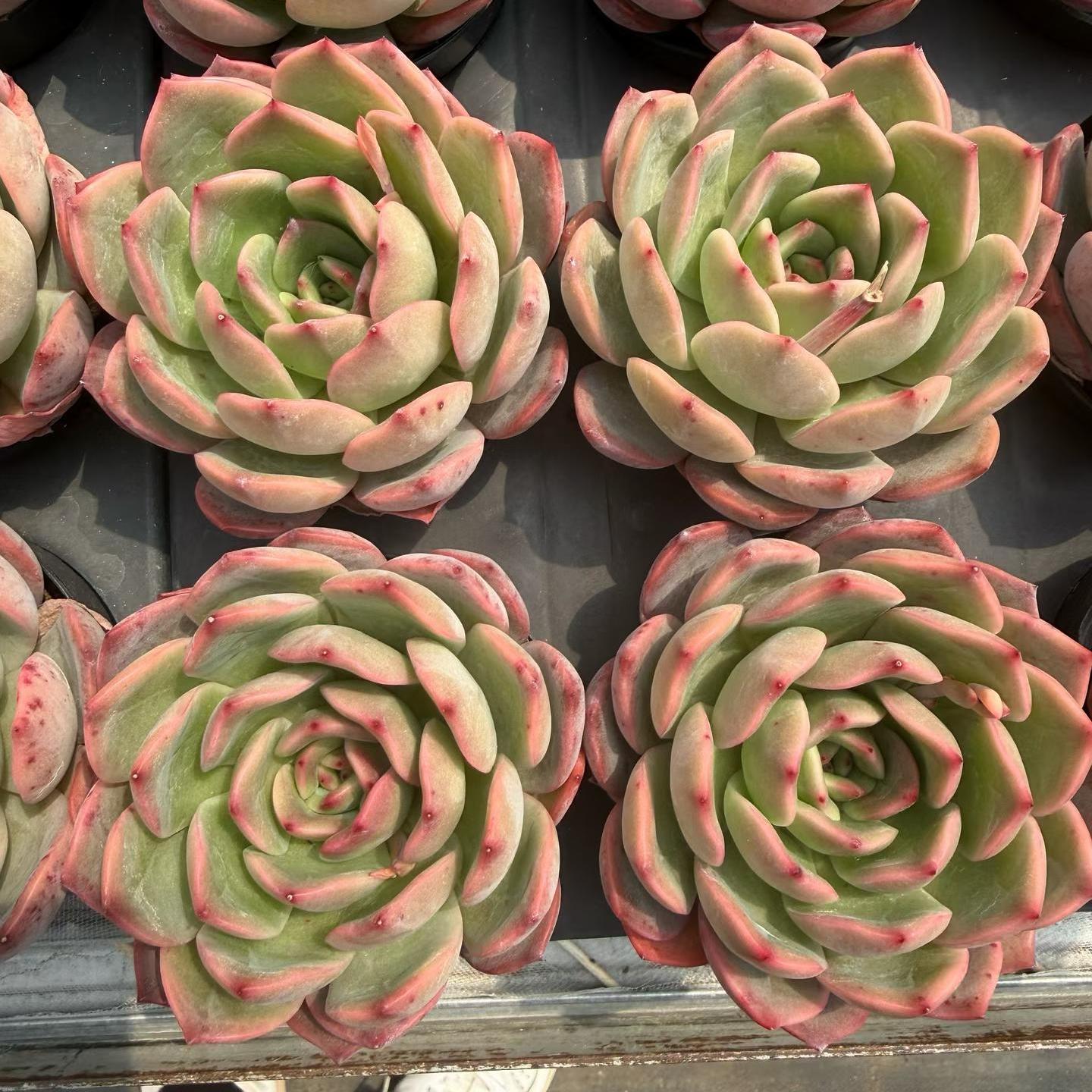 T1293 マドンナ（9cm pot）
